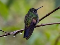 Stripe-tailed Hummingbird - Batsú Gardens - Savegre - San Jose - Costa Rica, March 9, 2023