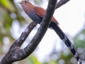 Squirrel Cuckoo - Los Cusingos - San Jose - Costa Rica, March 12, 2023