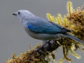 Blue-gray Tanager - Feathers Garden, San José, Costa Rica, March 9, 2023