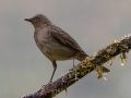 Mountain Thrush - Batsú Gardens, Savegre, San José, Costa Rica, March 9, 2023
