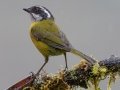 Sooty-capped Chlorospingus - Batsú Gardens, Savegre, San José, Costa Rica, March 9, 2023