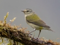 Tennessee Warbler - Batsú Gardens, Savegre, San José, Costa Rica, March 9, 2023
