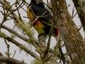 Collared Aracari - Rancho Naturalista, Cartago, Costa Rica, March 5, 2023