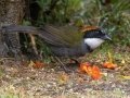 Chestnut-capped Brushfinch - Batsú Gardens, Savegre, San José, Costa Rica, March 9, 2023
