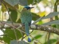 Lesson's Motmot - Los Cusingos - San Jose - Costa Rica, March 12, 2023