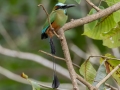Turquoise-browed Motmot - La Ceiba de Orotina - Alajuela - Costa Rica, March 14, 2023