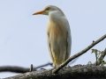 Cattle Egret - Los Cusingos - San Jose - Costa Rica, March 12, 2023