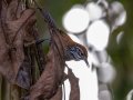 Riverside Wren - Los Cusingos - San Jose - Costa Rica, March 12, 2023