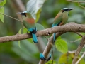 Turquoise-browed Motmot - La Ceiba de Orotina - Alajuela - Costa Rica, March 14, 2023