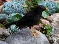Sooty Thrush - Trogón Lodge - San Jose - Costa Rica, March 8, 2023
