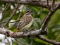 Streaked Flycatcher - La Ceiba de Orotina - Alajuela - Costa Rica, March 14, 2023