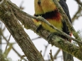 Collared Aracari - Rancho Naturalista, Cartago, Costa Rica, March 5, 2023