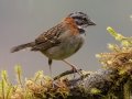 Rufous-collared Sparrow - Batsú Gardens, Savegre, San José, Costa Rica, March 9, 2023