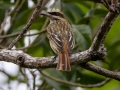 Streaked Flycatcher - La Ceiba de Orotina - Alajuela - Costa Rica, March 14, 2023