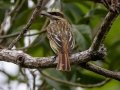 Streaked Flycatcher - La Ceiba de Orotina - Alajuela - Costa Rica, March 14, 2023