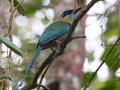Lesson's Motmot - Los Cusingos - San Jose - Costa Rica, March 12, 2023