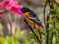 Baltimore Oriole - Batsú Gardens, Savegre, San José, Costa Rica, March 9, 2023