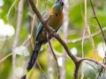 Lesson's Motmot - Los Cusingos - San Jose - Costa Rica, March 12, 2023