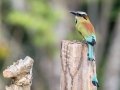 Turquoise-browed Motmot - La Ceiba de Orotina - Alajuela - Costa Rica, March 14, 2023