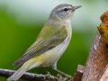 Tennessee Warbler - Batsú Gardens, Savegre, San José, Costa Rica, March 9, 2023