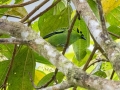 Emerald Tanager -  Reserva El Copal - Tausito - Cartago - Costa Rica, March 6, 2023