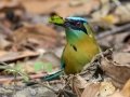 Lesson's Motmot - Los Cusingos - San Jose - Costa Rica, March 12, 2023