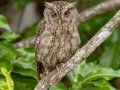Pacific Screech-Owl - La Ceiba de Orotina - Alajuela - Costa Rica, March 14, 2023