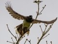 Brown Jay - Rancho Naturalista - Cartago - CR, March 5, 2023