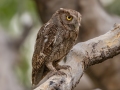 Pacific Screech-Owl - La Ceiba de Orotina - Alajuela - Costa Rica, March 14, 2023