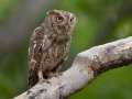 Pacific Screech-Owl - La Ceiba de Orotina - Alajuela - Costa Rica, March 14, 2023
