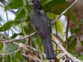 Black-headaed Trogon - La Ceiba de Orotina - Alajuela - Costa Rica, March 14, 2023