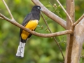 Black-headaed Trogon - La Ceiba de Orotina - Alajuela - Costa Rica, March 14, 2023
