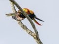 Fiery-billed Aracari - Los Cusingos - San Jose - Costa Rica, March 12, 2023