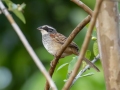 Stripe-headed Sparrow - La Ceiba de Orotina - Alajuela - Costa Rica, March 14, 2023