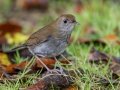 Ruddy-capped Nightengale-Thrush - Batsú Gardens, Savegre, San José, Costa Rica, March 9, 2023