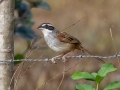 Stripe-headed Sparrow - La Ceiba de Orotina - Alajuela - Costa Rica, March 14, 2023