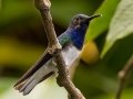 White-necked Jacobin - Donde Cope- La Unión de Guápiles , March 4, 2023