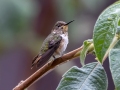 Volcano Hummingbird - Paraiso Quetzal Lodge - Km 70 - San Jose - Costa Rica, March 8, 2023
