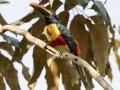 Fiery-billed Aracari - Los Cusingos - San Jose - Costa Rica, March 12, 2023