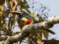 Fiery-billed Aracari - Los Cusingos - San Jose - Costa Rica, March 12, 2023