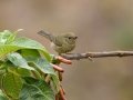 Slaty Flowerpiercer - Paraiso Quetzal Lodge - Km 70 - San Jose - Costa Rica, March 8, 2023
