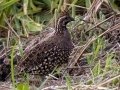 Crested Bobwhite (Spot-bellied) - La Ceiba de Orotina - Alajuela - Costa Rica, March 14, 2023