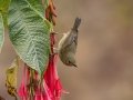 Slaty Flowerpiercer - Paraiso Quetzal Lodge - Km 70 - San Jose - Costa Rica, March 8, 2023