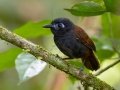 Chestnut-backed Antbird - Los Cusingos - San Jose - Costa Rica, March 12, 2023