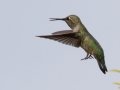 Costa's Hummingbird