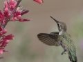 Costa's Hummingbird