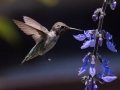 Costa's Hummingbird