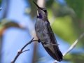 Costa's Hummingbird