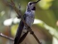 Costa's Hummingbird