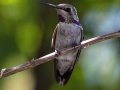 Costa's Hummingbird